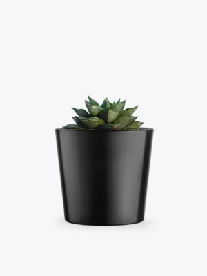 product-image-3_optimized ต้นฮาโวเทีย