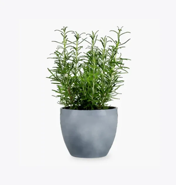 product-image-5_optimized Faucibus Interdum